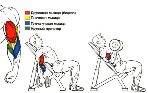 Сгибание рук на наклонной скамье